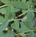 trailingfolsaintjohnswort