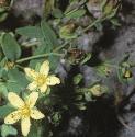 trailingfrlsaintjohnswort