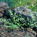 basilfforthyme