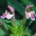 commonffloshempnettle