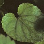 pcommonfol2dogviolet