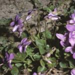 pcommonfor2dogviolet