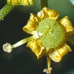 pfennelflo
