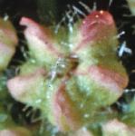phogweedflo1budc