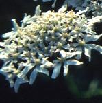 phogweedflo1