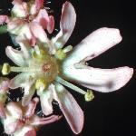 phogweedflo2