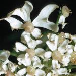 phogweedflo3