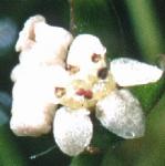 pmarshwortflo2