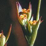 pslenderflos1haresear