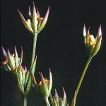 pslenderflos2haresear