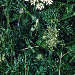 pwildfol1carrot
