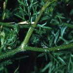 pwildfol2carrot