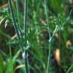 pwildfol3carrot