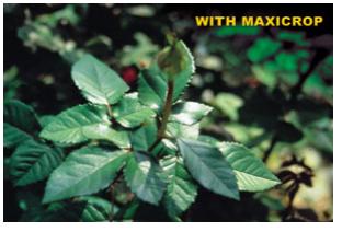 maxicroprosetreated1