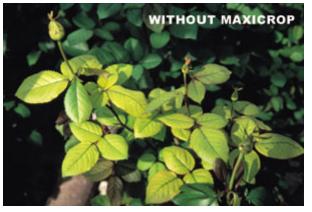 maxicroproseuntreated1