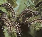 usesmalltortoiseshellcaterpillar3a