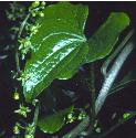 blackffolbryony