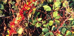 blackffrus3bryony