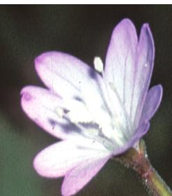 broadleavedfflo1willowherb