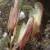 fwhitecolflorampingfumitory