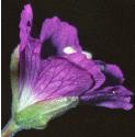 greatfflo4willowherb