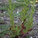 largefforeveningprimrose