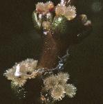 pspikedfloswatermilfoil