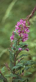 rosebayffol