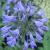 agapanthuscflosafricanusbluekevock1