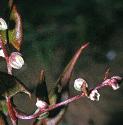 blackfflosbindweed