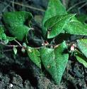 blackffolbindweed