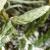calpinefru1clubmoss
