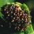 cblackfrutspleenwort