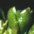 cfirfru4clubmoss