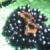 chardfrutshieldfern