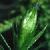 cinterruptedfru1clubmoss