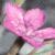cmaidenflopink