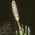 cmarshfruhorsetail