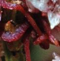 commonffoldodder