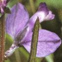 commonflomilkwort