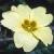 cprimroseflo1