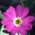 cscotsflo1primrose