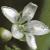 cspringflo1beauty
