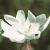 cwhiteflocampion