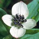dwarffflocornel