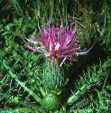 dwarffforthistle