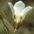 ffairycfloflax1