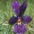 fmountainflot2pansy