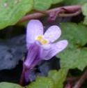 ivyleavedfflotoadflaxbritishflora