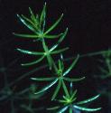 ladysffolbedstraw